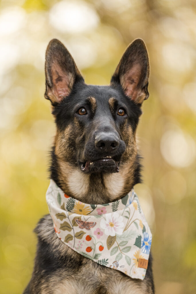 Hana, HanaByte, German Shepherd Dog, GSD,